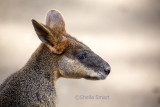 Wallaby