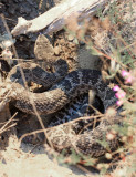 Northern Pacific Rattlesnake - Crotalus oreganus oreganus