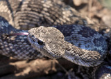 Northern Pacific Rattlesnake - Crotalus oreganus oreganus