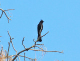 Phainopepla - Phainopepla nitens