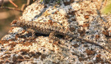 Western Fence Lizard - Sceloporus occidentalis