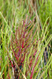  Virginia Glasswort - Salicornia depressa 