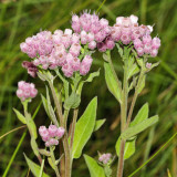 Salt-marsh Fleabane - Pluchea odorata