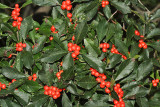  Winterberry Holly - Ilex verticillata 