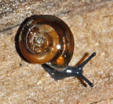 Quick Gloss Snail - Zonitoides arboreus 