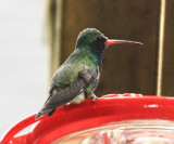 Broad-billed Hummingbird - Cyanthus latirostris