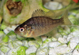 Banded Sunfish - Enneacanthus obesus