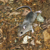  White-footed Mouse - Peromyscus leucopus 