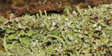 Smooth-footed Powderhorn - Cladonia ochrochlora