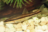Eastern Blacknose Dace - Rhinichthys atratulus