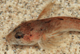 Mottled Sculpin - Cottus bairdii