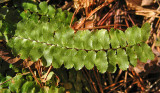 Ebony Spleenwort - Asplenium platyneuron