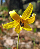 Trout Lily - Erythronium americanum