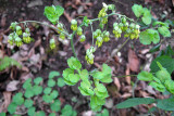 Early Meadow Rue - Thalictrum dioicum