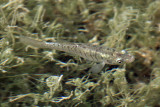 Banded Killifish - Fundulus diaphanus