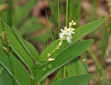  Star-flowered Lily-of-the-Valley - Maianthemum stellatum 