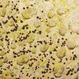  Lasallia papulosa (Toadskin Lichen)