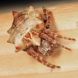 Starbellied Orbweaver - Acanthepeira stellata