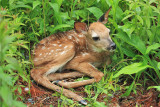 White-tailed Deer (fawn) - Odocoileus virginianus