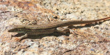 Sonoran Spotted Whiptail - Aspidoscelis sonorae