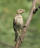 House Finch - Carpodacus mexicanus  (female)