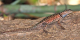 Yarrows Spiny Lizard - Sceloporus jarrovi