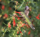 Broad-tailed Hummingbird - Selasphorus platycercus