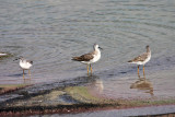 Wilsons Phalarope - Phalaropus tricolor