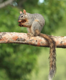 Arizona Gray Squirrel - Sciurus arizonensis