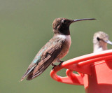 Black-chinned Hummingbird - Archilochus alexandri (male)
