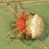 Lattice Orbweaver - Araneus thaddeus