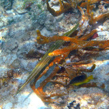 Western Atlantic Trumpetfish - Aulostomus maculatus & Caribbean Cocoa Damselfish - Stegastes xanthurus