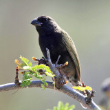Black-faced Grassquit - Tiaris bicolor