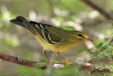 Blackpoll Warbler - Dendroica striata