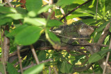 Lesser Antillean Iguana - Iguana delicatissima