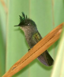 Antillean Crested Hummingbird - Orthorhyncus cristatus