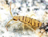 Entomobrya atrocincta  (female)