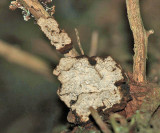 Echinodontium ballouii