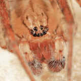 Anyphaena celer