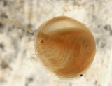Laevicaudata - Lynceidae (Holarctic Clam Shrimp) Lynceus brachyurus