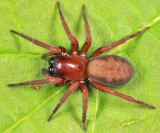 Callobius bennetti