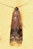 5995 - American Plum Borer - Euzophera semifuneralis