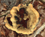 Polypore sp.