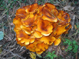 Omphalotus illudens (Jack OLantern mushroom)