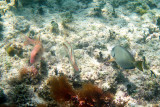 Spotted Goatfish (Pseudopeneus maculatus), Slippery Dick (Halichoeres bivittatus), & Ocean Surgeonfish (Acanthurus bahianus)