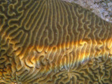 Symmetrical Brain Coral - Pseudodiploria strigosa