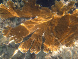  Elkhorn Coral - Acropora palmata 