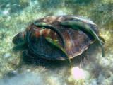 Green Turtle - Chelonia mydas (with Remora fish)