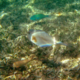 Trunkfish - Lactophrys trigonus