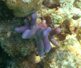 Finger Coral - Porites porites